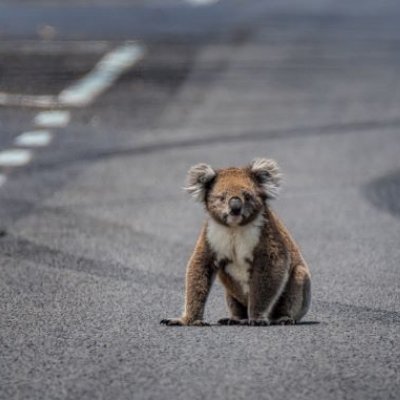 a koala sits on grey road surrounded by tyre marks